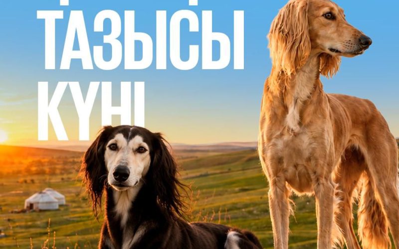 3 сентября — день казахского тазы